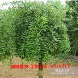 國槐種植技術(shù)，怎樣種植國槐