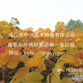 中华红叶杨价格行情分析