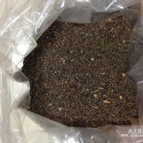 內蒙古阿拉善荒漠容蓯蓉種子沙蒿籽 白沙蒿 檸條種子 冬青