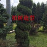 遼寧苗木天卉苗圃低價供應(yīng)柏樹造型