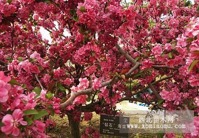 北美海棠價格，北美海棠品種，北美海棠根接苗