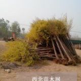 河北金叶榆，河北金叶榆价格，河北金叶榆基地