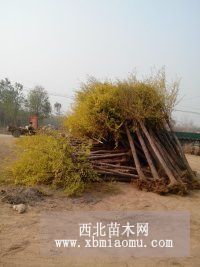 河北金叶榆，河北金叶榆价格，河北金叶榆基地