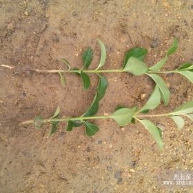 大量出售蜀桧，龙柏，塔柏，北京桧10-300cm50万棵