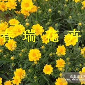 金鸡菊批发，黑心菊价格，波斯菊基地