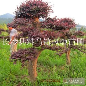 造型紅花繼木112-15公分哪里有 湖南風(fēng)馳苗圃基地直銷