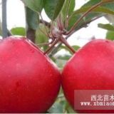 遼寧紅肉蘋果苗批發(fā)，東北紅色之愛蘋果苗價(jià)格低50元棵