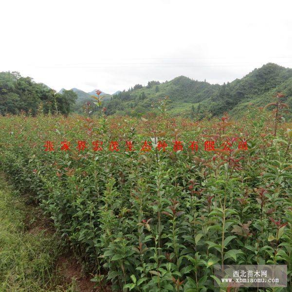 桂花苗（种子）