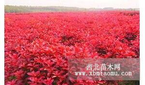 本苗圃大量出售紅葉石楠容器苗，價格實(shí)惠