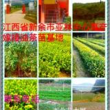 #油茶苗批發(fā)##油茶苗價(jià)格##油茶苗什么品種好#