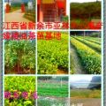 #油茶苗批发##油茶苗价格##油茶苗什么品种好#