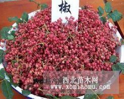 花椒苗规格、花椒苗品牌、花椒苗种植