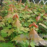 山東美國(guó)秋火焰紅楓，山東美國(guó)秋火焰價(jià)格，泰山紅楓園林