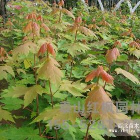 山東美國(guó)秋火焰紅楓，山東美國(guó)秋火焰價(jià)格，泰山紅楓園林