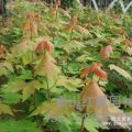 山東美國(guó)秋火焰紅楓，山東美國(guó)秋火焰價(jià)格，泰山紅楓園林