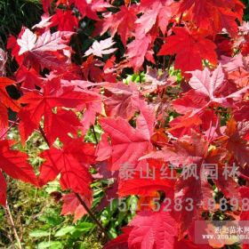 濟寧美國秋火焰紅楓價格，泰山紅楓園林