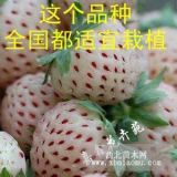 品種草莓苗