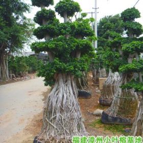 四川宜宾泸州内江地区造型榕树桩头景观苗木