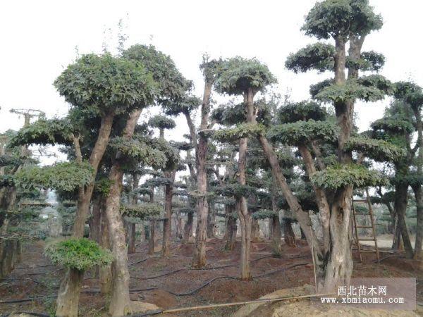 湖北京山對(duì)節(jié)白蠟