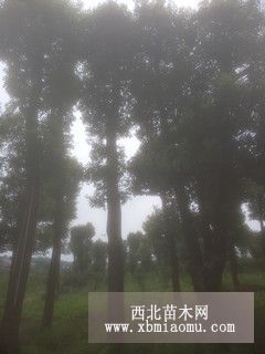 移栽香樟樹，移栽香樟樹價格，香樟價格