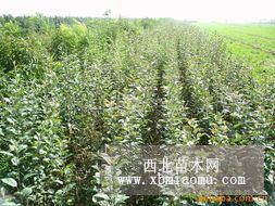 苹果苗哪里好-泰安苹果苗-苹果苗图片