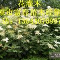 供應(yīng)開原花灌木小苗|遼寧花灌木基地價(jià)格|東北花灌木哪里買