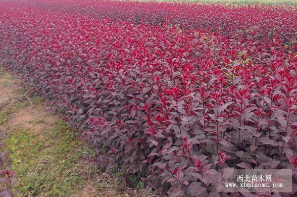 營養(yǎng)缽紫葉矮櫻