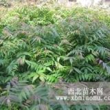 大棚種植香椿苗