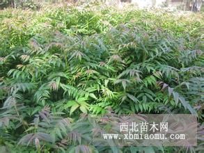 大棚种植香椿苗