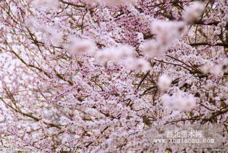 樱花苗