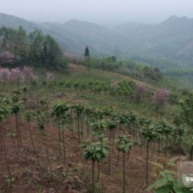 高桿櫻花/高桿晚櫻/櫻花小苗/晚櫻小苗/成都蜀誠園林