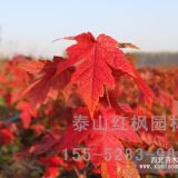 山東美國(guó)秋紅楓小苗，泰山紅楓園林