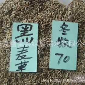 牧草之王 冬牧70.黑麥草 適應(yīng)性強 產(chǎn)量高 快點搶購牧草王