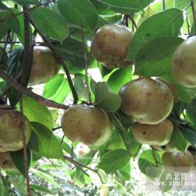 供应油茶种子 大果红花油茶种子 软枝油茶种子