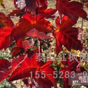 秋火焰紅楓批發(fā)價格，泰山紅楓園林