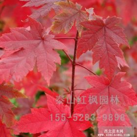 優(yōu)質紅點紅楓價格，紅點紅楓價格，泰山紅楓園林