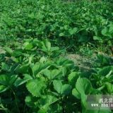 2017年草莓苗預(yù)定中 求購大棚草莓苗