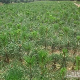 求购白皮松,山东白皮松种植技术,优良白皮松