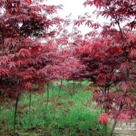 红枫直销 江苏沭阳绿化王国苗木基地供应红枫 货源充足