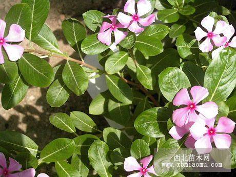 山東青州長春花