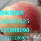 冬桃樹(shù)苗新品種|晚熟桃子品種