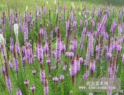 耐寒宿根花卉 多年生草花