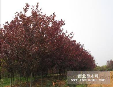 桂花 紅葉李 紫薇 大葉女貞