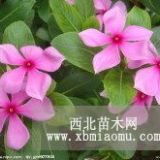 青州長春花批發(fā)基地|青州長春花生產(chǎn)基地