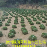 馬尼拉 百慕大 高羊茅