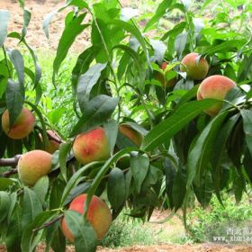 桃樹(shù)春季夏季管理主要指桃樹(shù)萌芽前