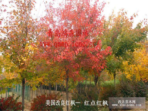 美國(guó)改良紅楓紅點(diǎn)