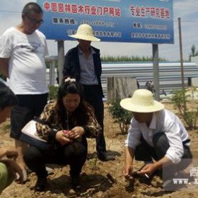 油用牡丹种植区域不同栽种时节不同