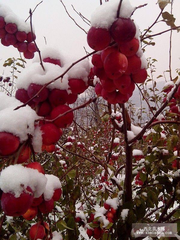 映雪紅鈴