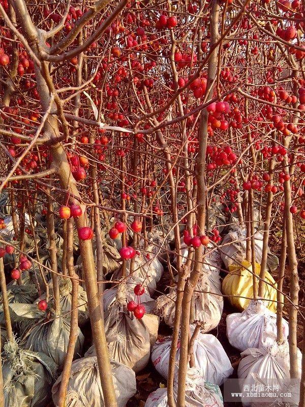 映雪紅鈴